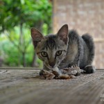 Un chat dans la jungle