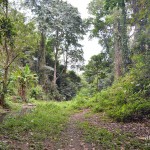 Jungle de Lombok